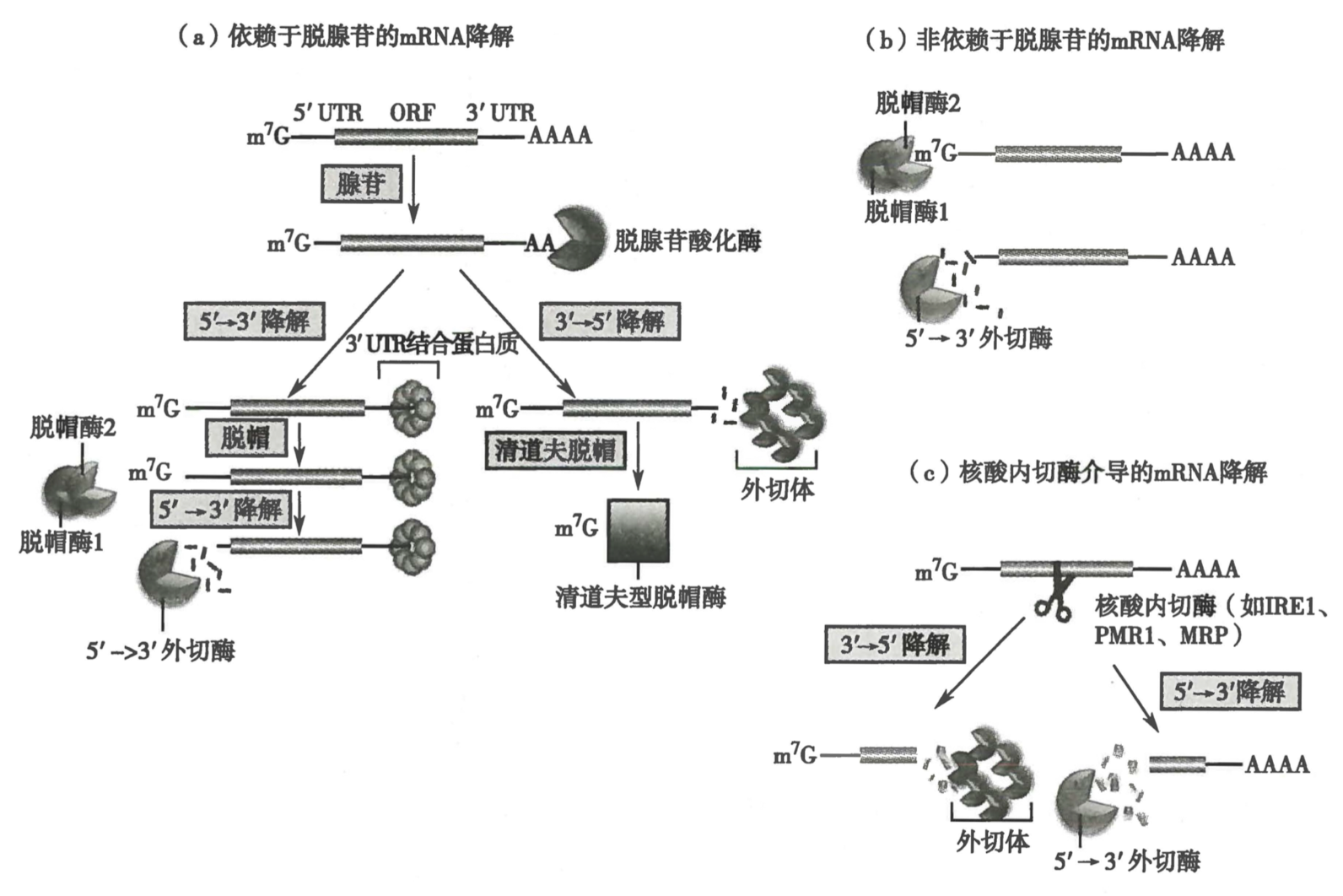 【生化代谢基础笔记】RNA 合成