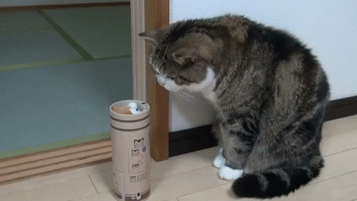 这个猫猫有点呆，你确定不想拥有一个猫猫吗