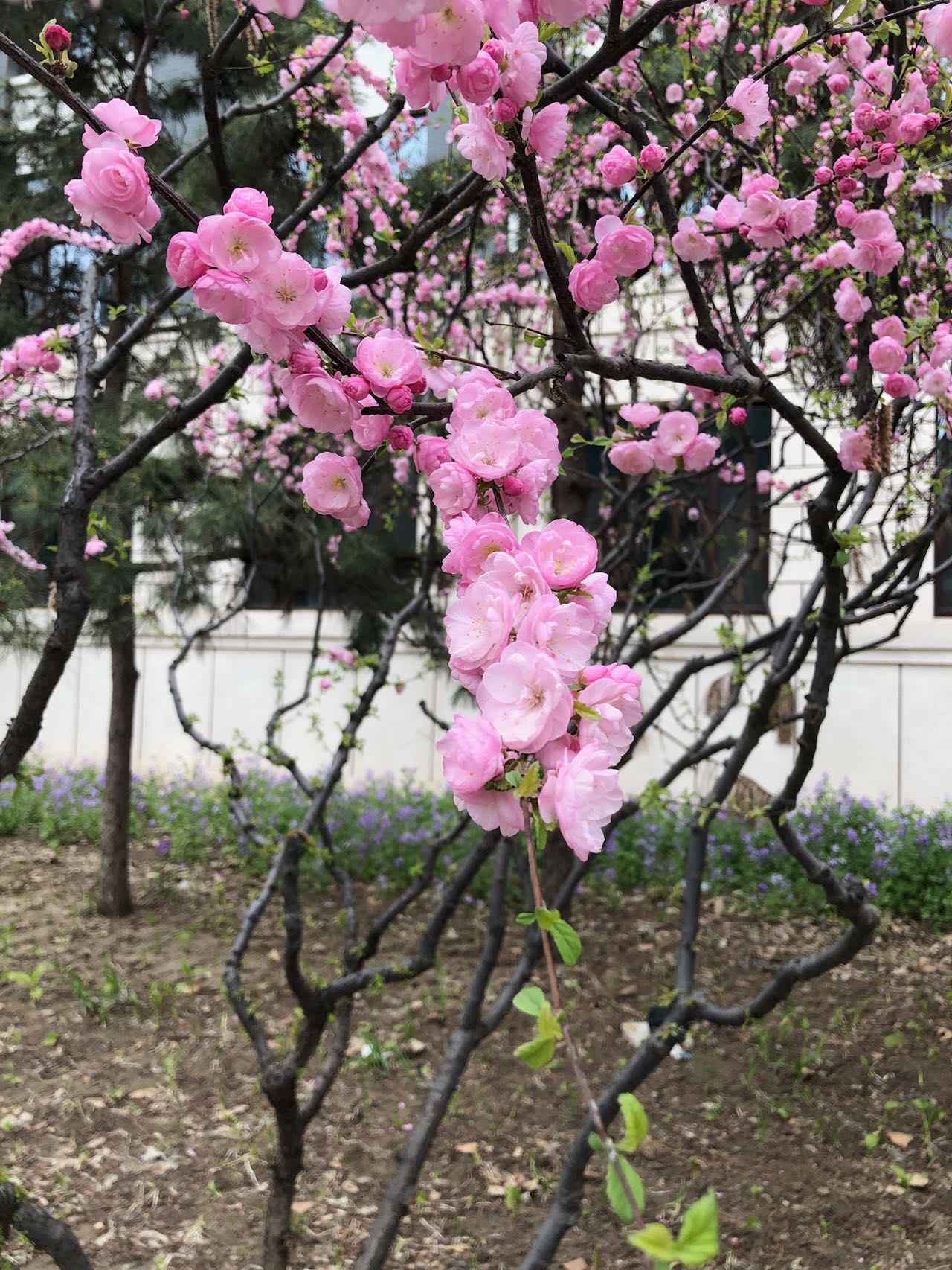 不知道什么名字的花