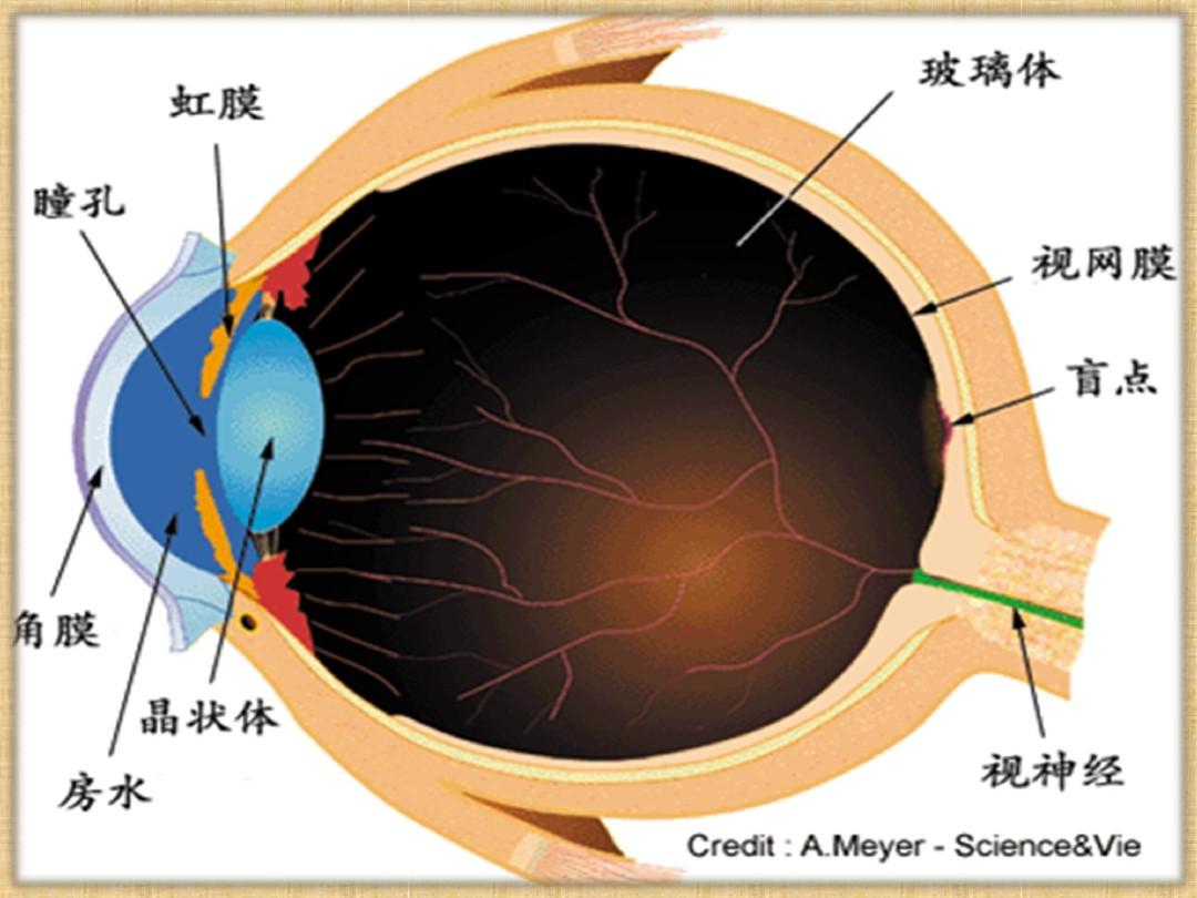 C:\Users\meimei\Desktop\新建文件夹\brain\6303485308a1284ac950436d (3).jpg