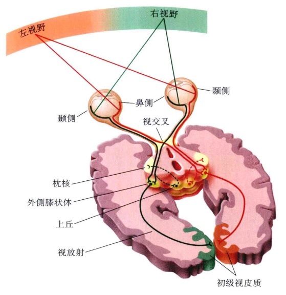 C:\Users\meimei\Desktop\新建文件夹\brain\v2-7f6f601ab75ffa65531ce01a690e8697_r..jpg