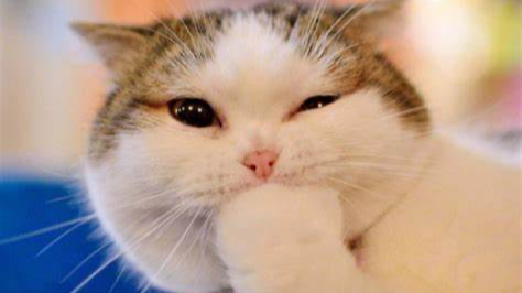 特征工程 - 缺失值处理