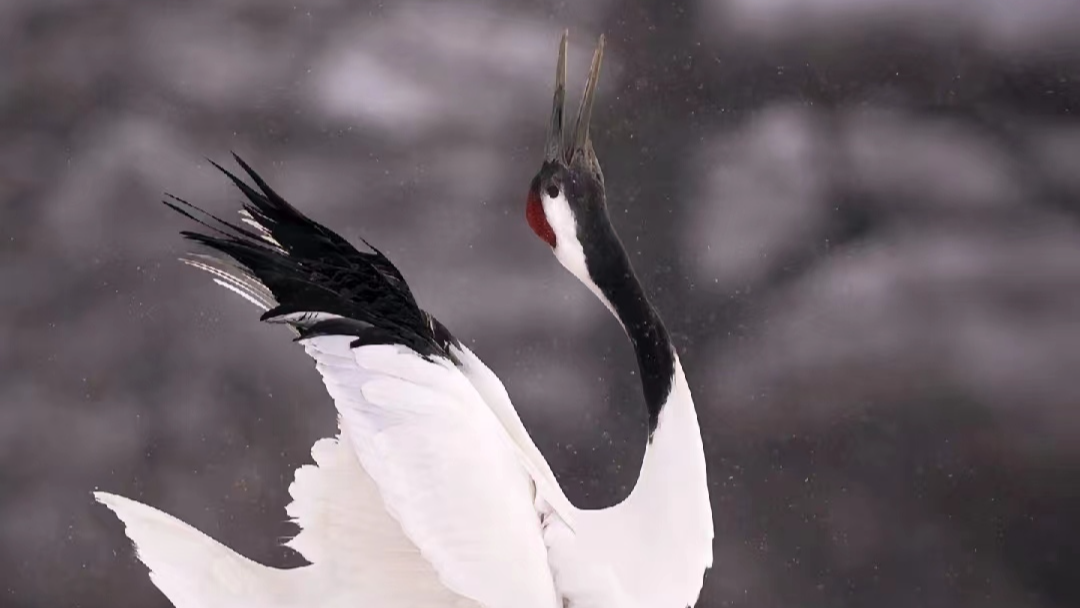 从嘉手札&lt;2023-11-27&gt;