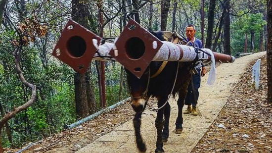 你的命运不是一头骡子