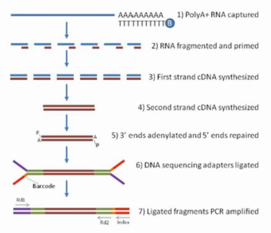 RNA-seq测序方法及数据分析 - 小高不高 - 博客园