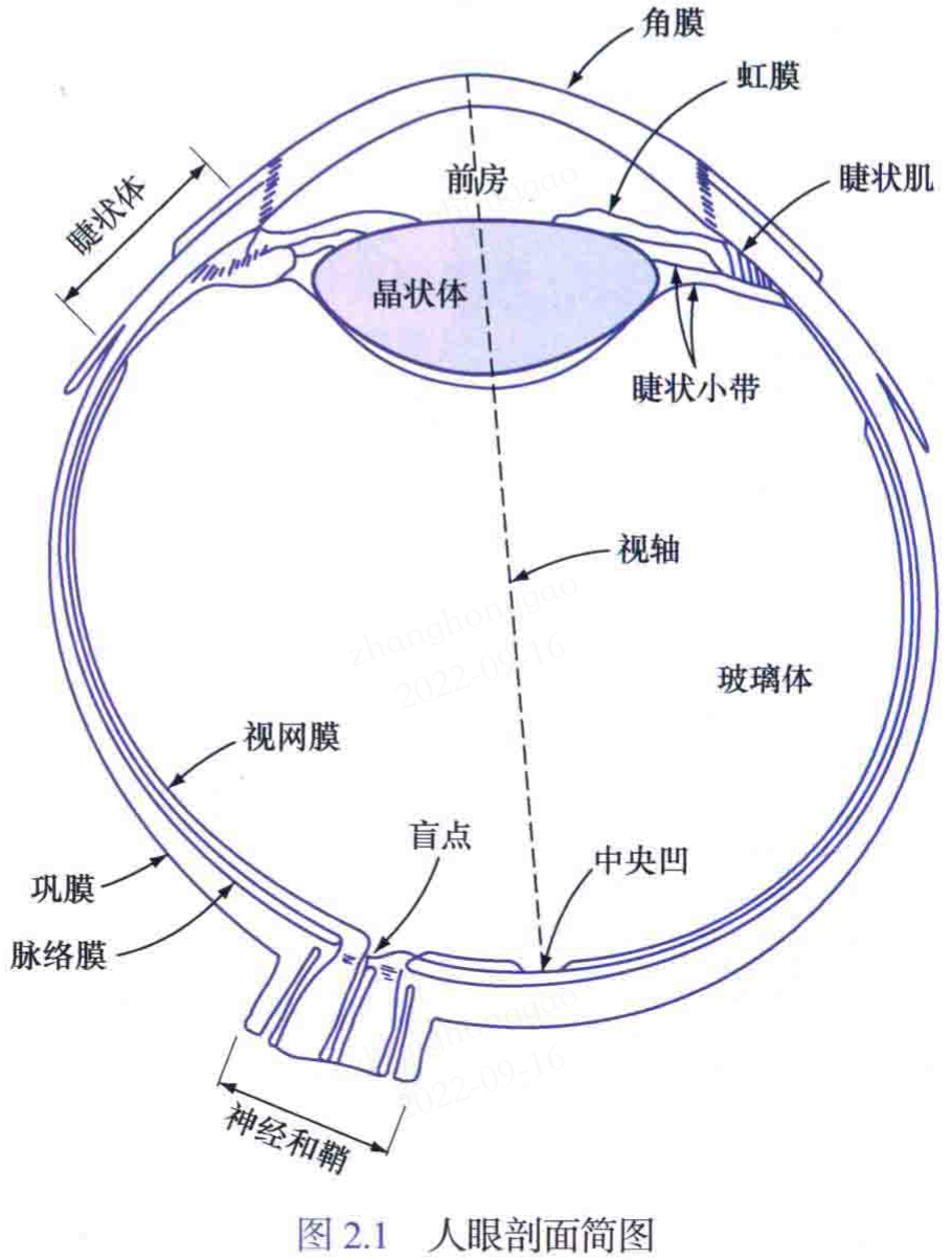 人眼剖析面简图