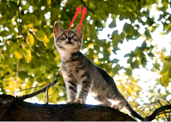 image-20221103202200493