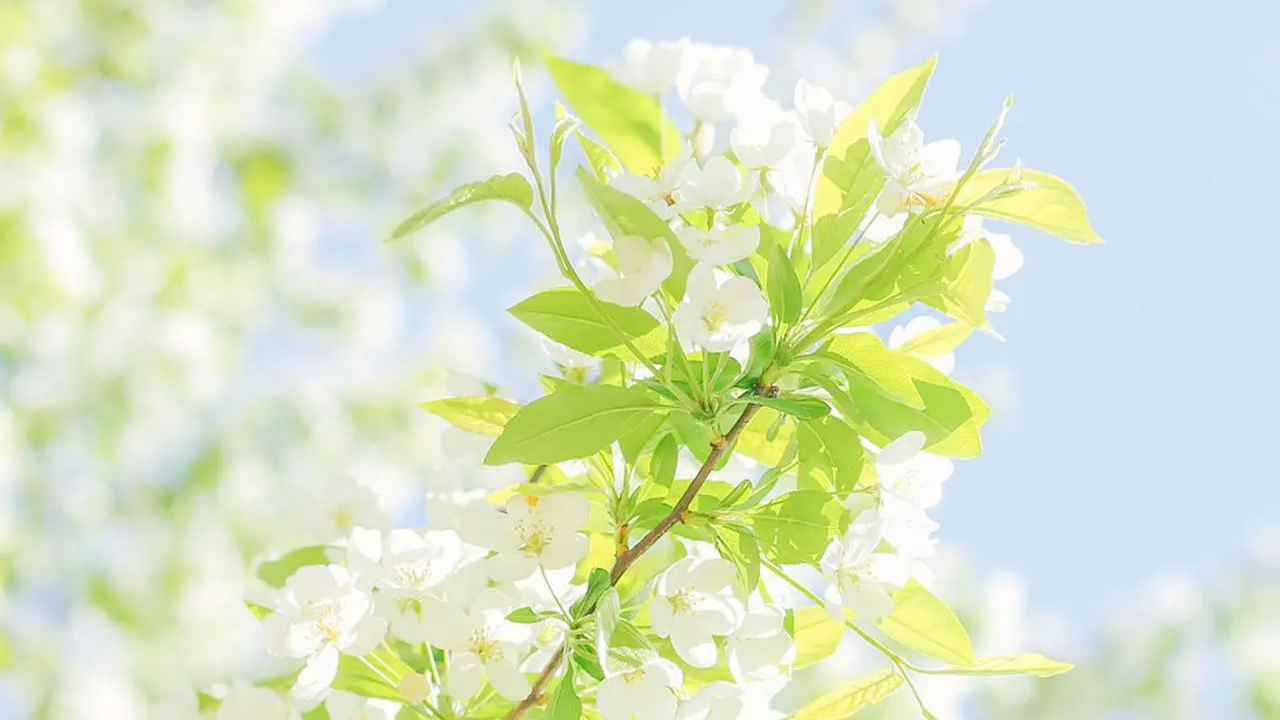 drf之第一天入门知识