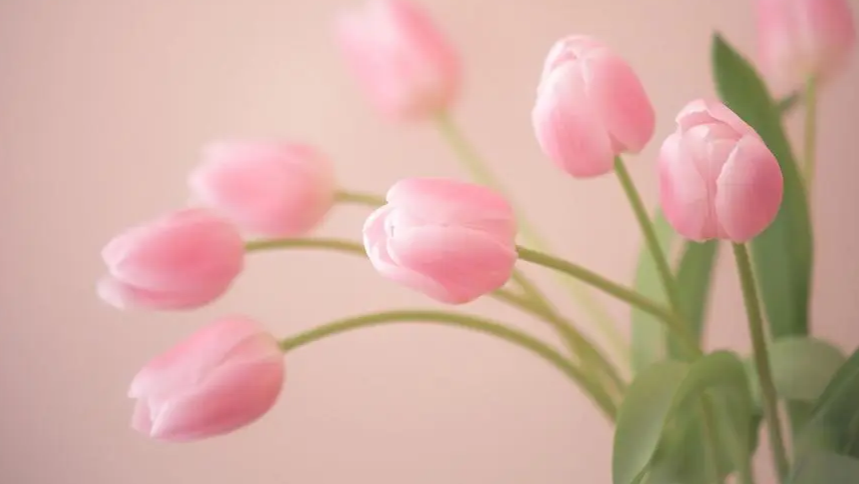 luffy前端配置，跨域问题，后端数据库迁移， 后台主页功能，后台管理