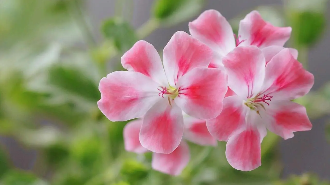 前台首页，导出项目依赖，git介绍和安装，git和其他相关介绍，git工作流程，git常用命令，git忽略文件