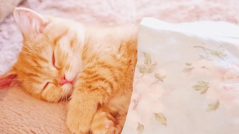 gitlab使用，线上分支合并，远程仓库回滚，为开源项目贡献代码，git工作流，git pull和git fetch,变基，pycharm操作git，登录注册页面分析，腾讯云短信申请