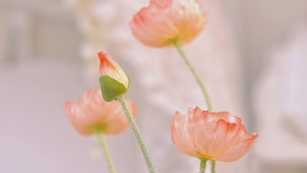 爬虫介绍,requests模块快速使用,携带请求参数,url 编码和解码,携带请求头,发送post请求,携带cookie,响应对象,高级用法