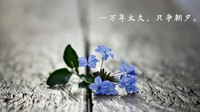 爬虫中间件和下载中间件，scrapy集成selenium，源码去重规则（布隆过滤器），分布式爬虫