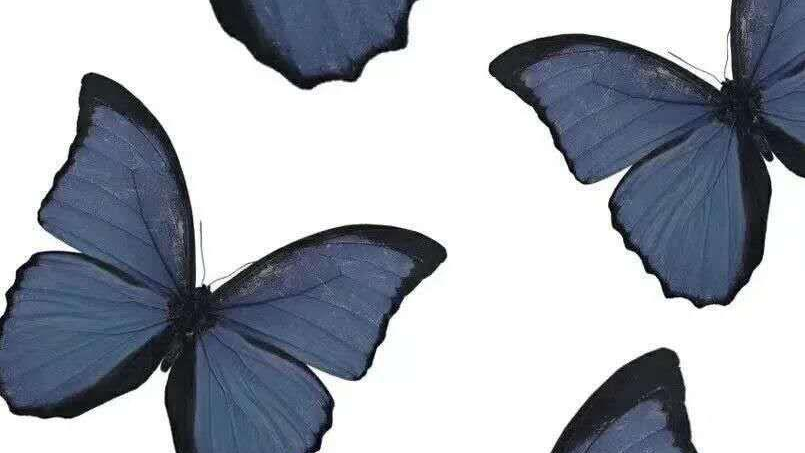 单继承下的属性查找，多继承下的属性查找，super关键字的使用，多态与多态性(理论)，组合