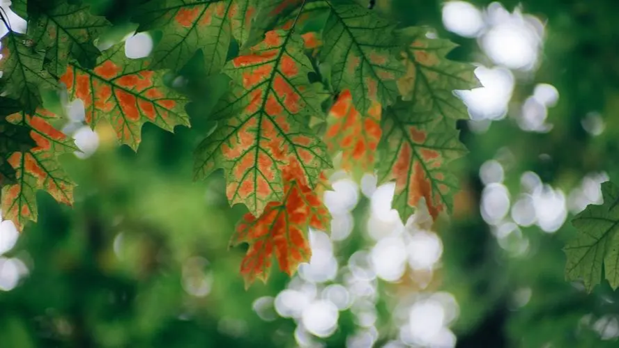 sqlalchemy快速使用，sqlalchemy原生操作，sqlalchemy操作表，一对多关系，多对多关系，scoped线程安全，g对象， 基本增查改，常用查询