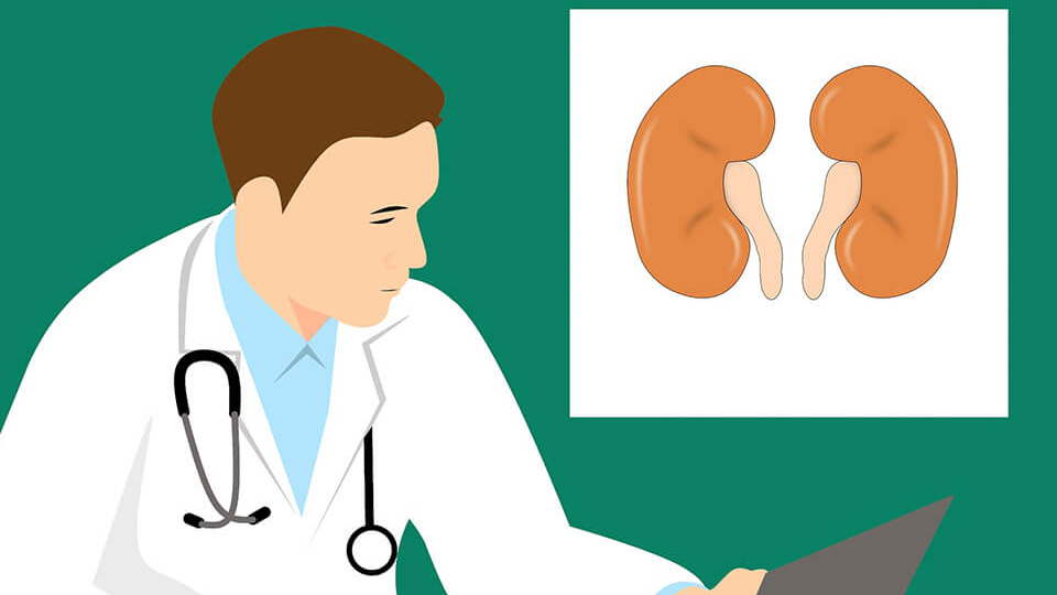 Inventory of the five significant mechanisms of nephrotoxic drug effects