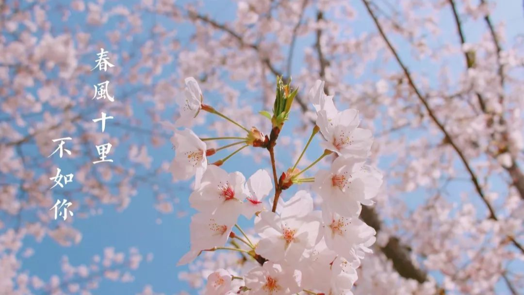 P1833 樱花 题解