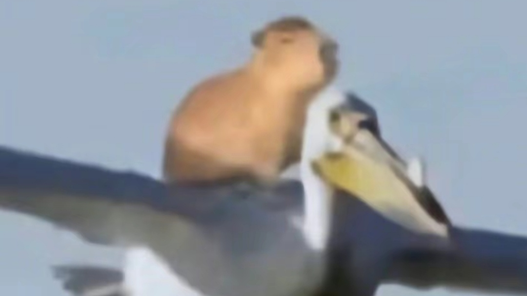 在博客园中美化博客，并使用自定义的主题