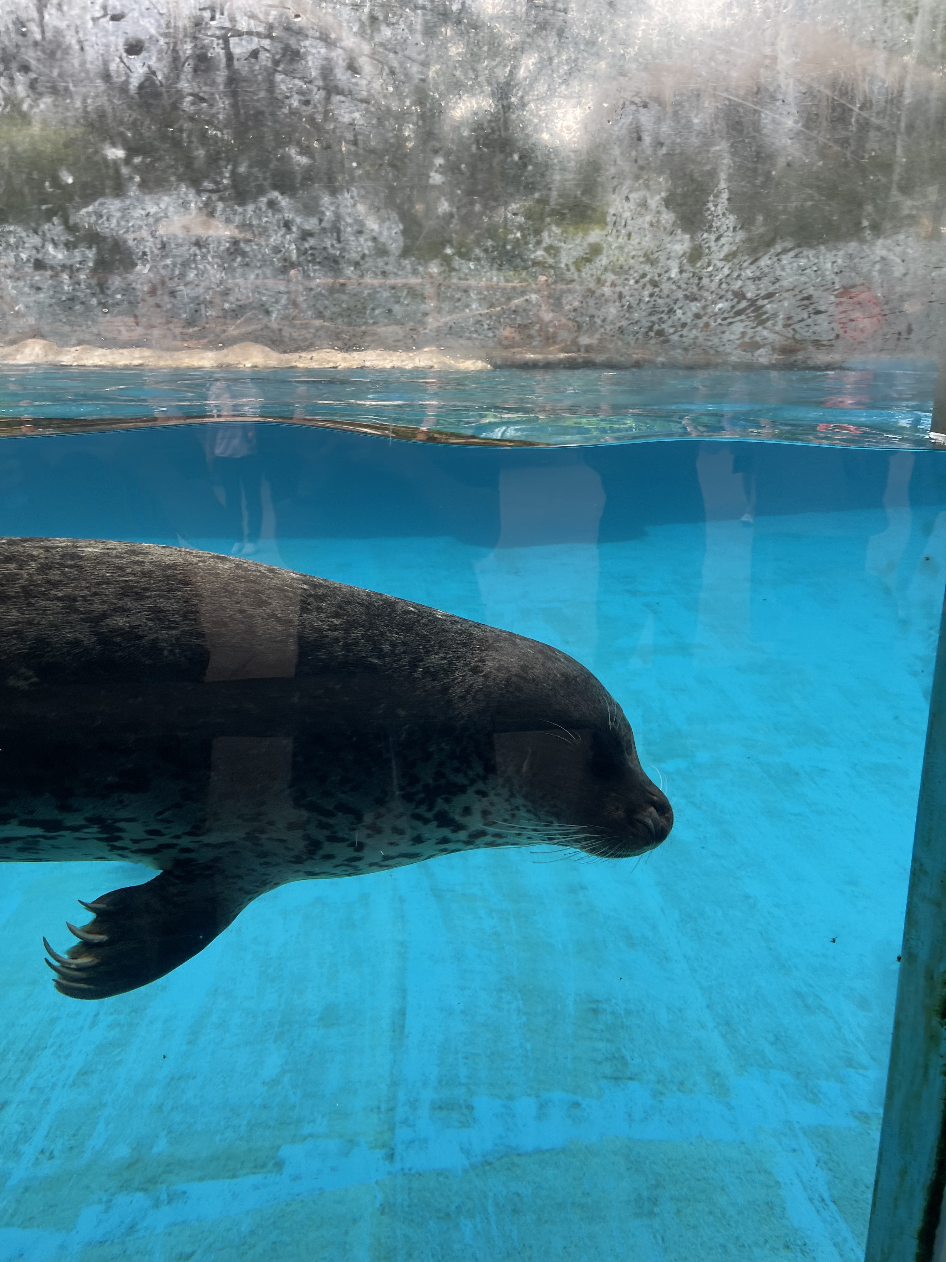 西太平洋斑海豹2