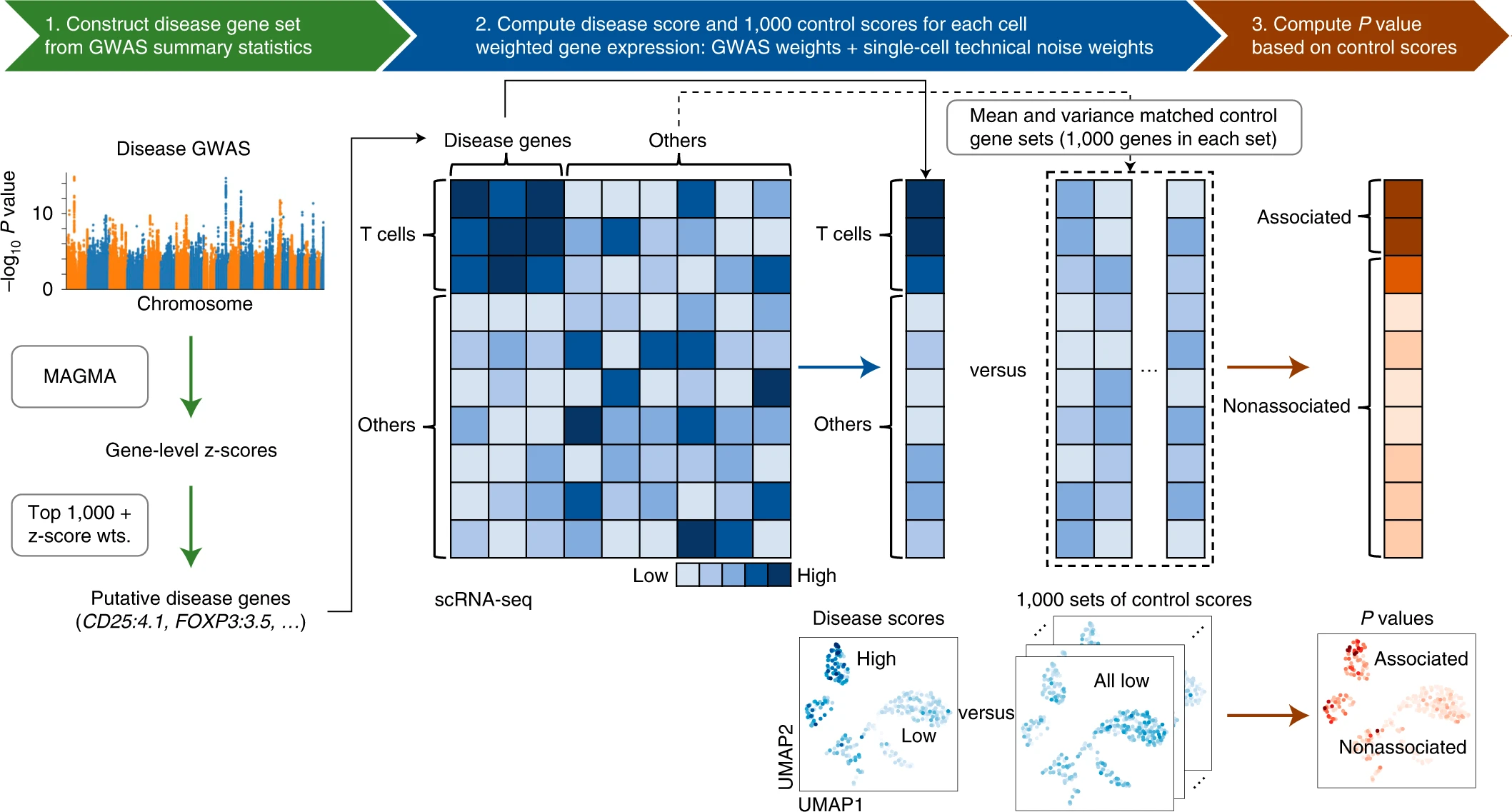 Post-GWAS: single-cell disease relevance score (scDRS) 分析- 橙子