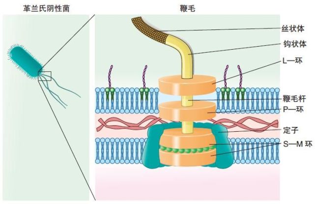 生物界的鞭毛马达 