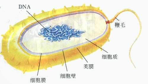 生物界的鞭毛马达 